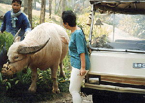 �u�^�݂����Ȑ���